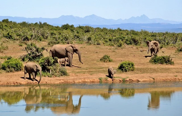 elephant-427138_640